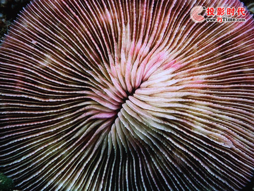 (sh) 곞H7530DͶӰC(j)u(png)y(c)